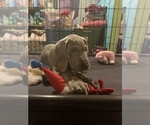 Small Photo #5 Weimaraner Puppy For Sale in MILLERSBURG, OH, USA