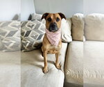 Nina - Female Mutt Dog for Adoption - Small photo