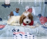 Tater - Male Poodle (Miniature) Puppy for Sale - Photo #10
