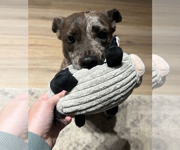 Medium Photo #4 Catahoula Leopard Dog-Unknown Mix Puppy For Sale in Aurora, CO, USA