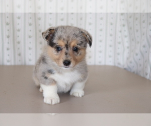 Pembroke Welsh Corgi Puppy for sale in SHILOH, OH, USA