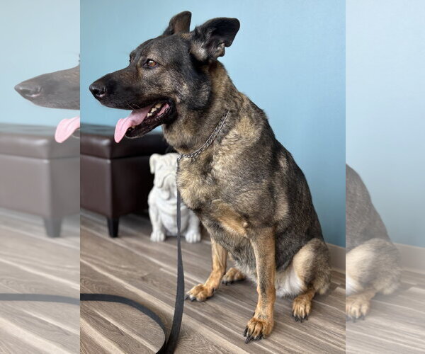 Medium Photo #1 German Shepherd Dog Puppy For Sale in Centreville, VA, USA
