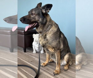 German Shepherd Dog Dogs for adoption in Centreville, VA, USA