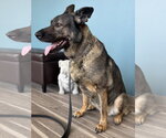 Small German Shepherd Dog