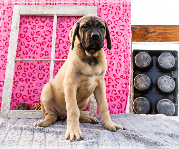 Medium Photo #1 Mastiff Puppy For Sale in WAKARUSA, IN, USA