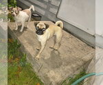 Small Photo #4 Pug Puppy For Sale in Indianapolis, IN, USA