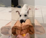 Small #11 white german shepherd Mix
