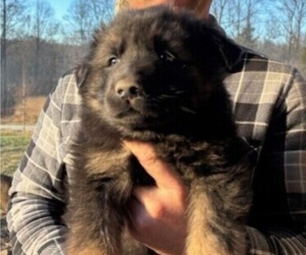 Medium Photo #6 German Shepherd Dog Puppy For Sale in MITCHELL, IN, USA