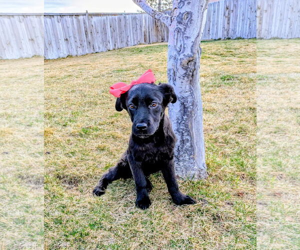Medium Photo #7 Collie-Unknown Mix Puppy For Sale in Sandy, UT, USA