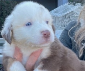 Australian Shepherd Puppy for Sale in COULTERVILLE, California USA