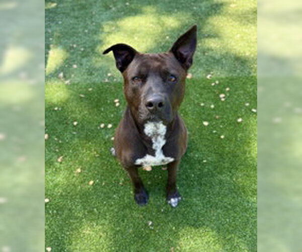 Medium Photo #1 American Pit Bull Terrier Puppy For Sale in Salinas, CA, USA