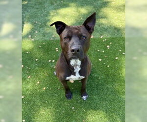 American Pit Bull Terrier Dogs for adoption in Salinas, CA, USA