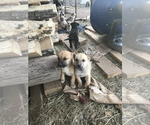 Alaskan Malamute-American Pit Bull Terrier Mix Puppy for sale in ELKTON, VA, USA