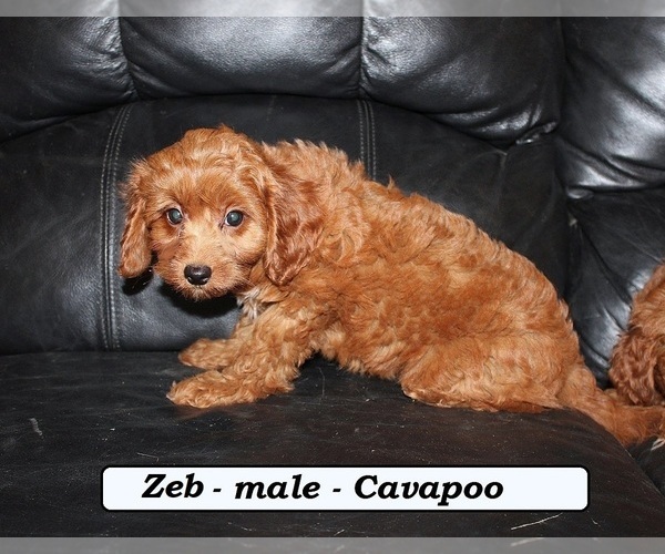 Medium Photo #4 Cavapoo Puppy For Sale in CLARKRANGE, TN, USA