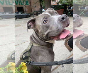 Mutt Dogs for adoption in Philadelphia, PA, USA
