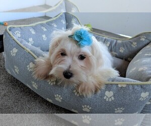 Maltese Puppy for sale in FREDERICKSBURG, OH, USA