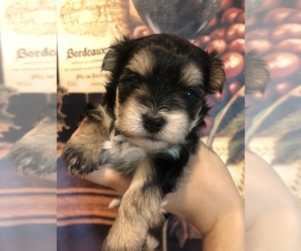 Medium Photo #1 Morkie Puppy For Sale in SARASOTA, FL, USA