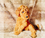 Small Photo #5 Goldendoodle Puppy For Sale in HOUSTON, TX, USA