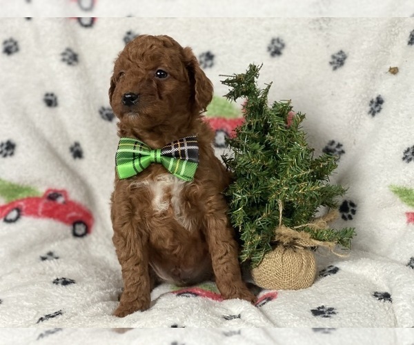 Medium Photo #3 Goldendoodle-Poodle (Miniature) Mix Puppy For Sale in CEDAR LANE, PA, USA