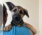 Small German Shepherd Dog