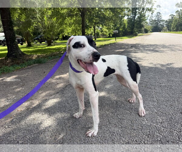 Medium Photo #6 Labrador Retriever-Unknown Mix Puppy For Sale in The Woodlands, TX, USA