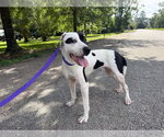 Small #5 Labrador Retriever Mix