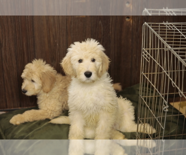 Medium Photo #5 Goldendoodle Puppy For Sale in HACKENSACK, NJ, USA