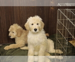 Small #4 Goldendoodle