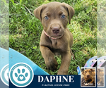 Small #1 American Pit Bull Terrier-Labrador Retriever Mix