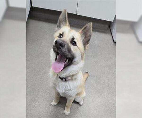 Medium Photo #1 Akita-Unknown Mix Puppy For Sale in HESPERIA, CA, USA