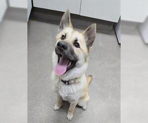 Akita-Unknown Mix Dogs for adoption in HESPERIA, CA, USA