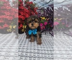 Small #1 Yorkshire Terrier