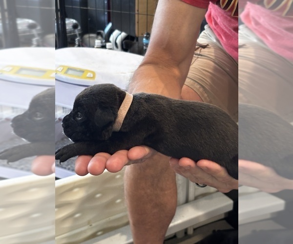 Medium Photo #68 Cane Corso Puppy For Sale in REEVESVILLE, SC, USA