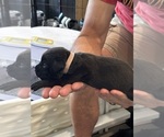 Small Photo #68 Cane Corso Puppy For Sale in REEVESVILLE, SC, USA