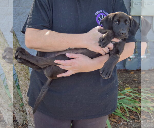 Medium Photo #4 Mutt Puppy For Sale in Huntley, IL, USA