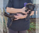 Small #3 Mutt