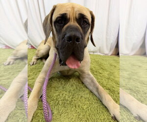 Mutt Dogs for adoption in Goodyear, AZ, USA