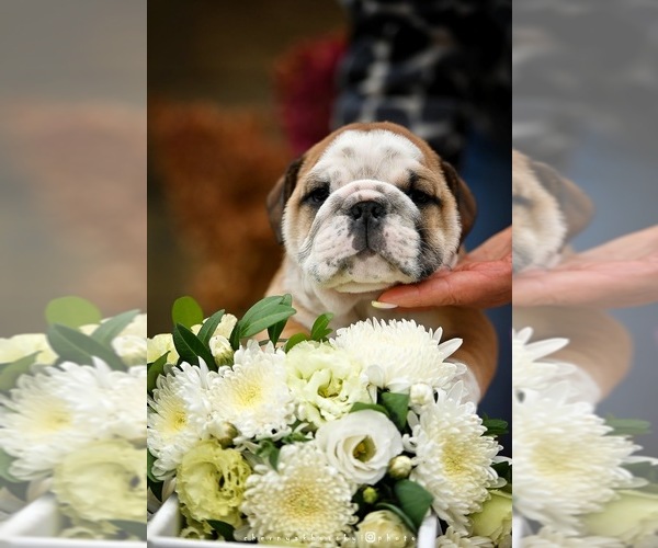 Medium Photo #9 English Bulldog Puppy For Sale in Balakliya, Kharkiv, Ukraine