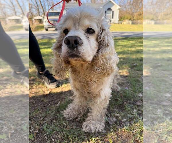Medium Photo #7 Cocker Spaniel Puppy For Sale in Stephens City, VA, USA