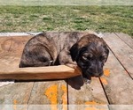 Small Photo #21 Irish Wolfhound-Poodle (Standard) Mix Puppy For Sale in OMAHA, AR, USA