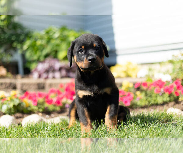Medium Photo #8 Rottweiler Puppy For Sale in NAPPANEE, IN, USA