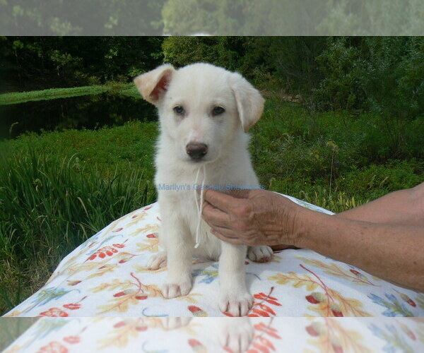 Medium Photo #9 German Shepherd Dog Puppy For Sale in PIEDMONT, MO, USA
