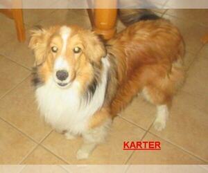 Father of the Shetland Sheepdog puppies born on 04/10/2026