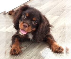Cavalier King Charles Spaniel Puppy for sale in CARLISLE, KY, USA