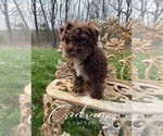 Small Photo #4 Schnoodle (Miniature) Puppy For Sale in NIANGUA, MO, USA