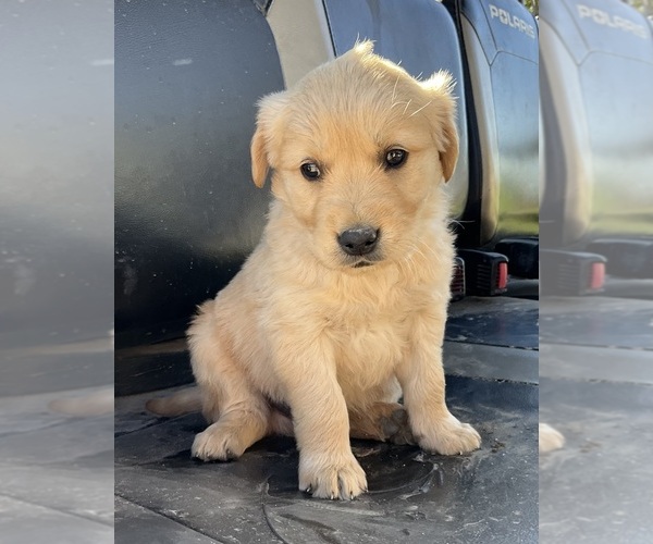 Medium Photo #8 Golden Retriever Puppy For Sale in MEMPHIS, MO, USA