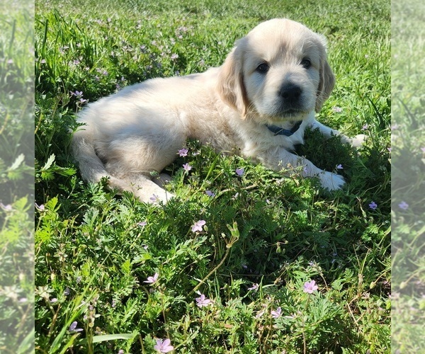 Medium Photo #5 Golden Retriever Puppy For Sale in BENNETT, CO, USA