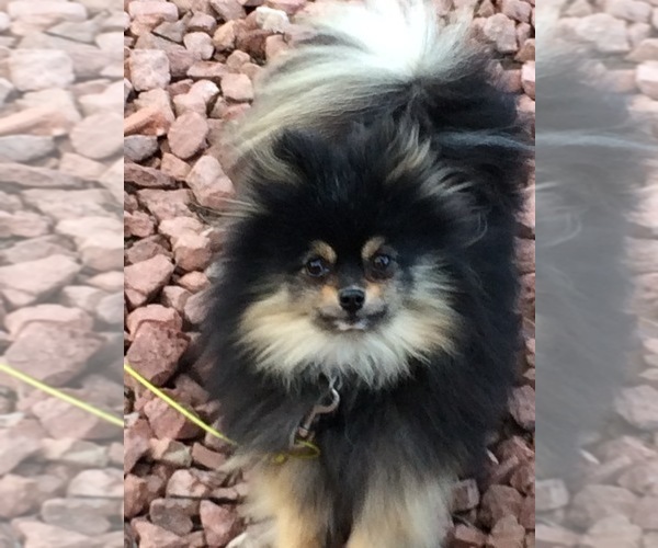 Medium Photo #1 Pomeranian Puppy For Sale in DENVER, CO, USA