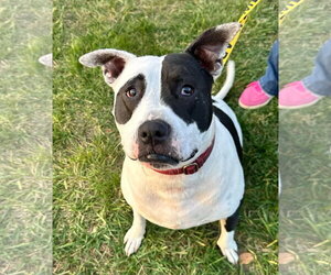 American Pit Bull Terrier Dogs for adoption in Germantown, OH, USA