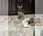 Small Photo #14 Belgian Malinois Puppy For Sale in HOUSTON, TX, USA